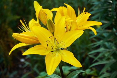 Yellow lilies in the garden close-up. Selective focus