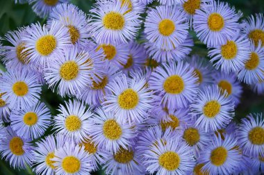 Lilac daisies in the garden close-up. Beautiful floral background.