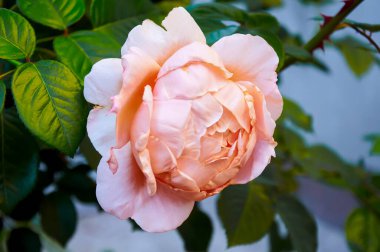 Pink rose close-up in summer in the garden. Beautiful floral background. Valentine's day and holidays. Love and tenderness