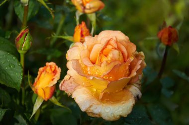 Yellow rose with raindrops in the garden. Sunny summer day after rain.
