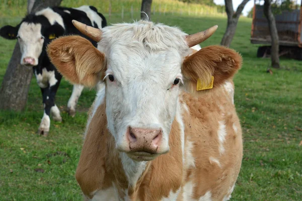 bir alanda inek otlatmak