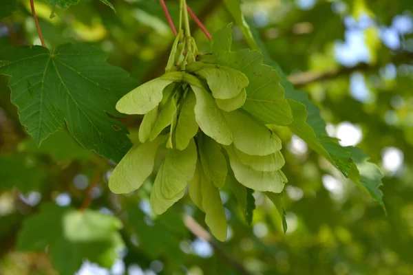 Ağaçta güzel yeşil burun perukları var.