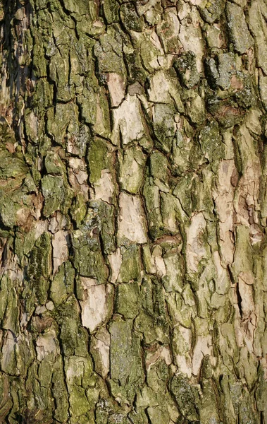 Ağacın kabuğu doku olarak  