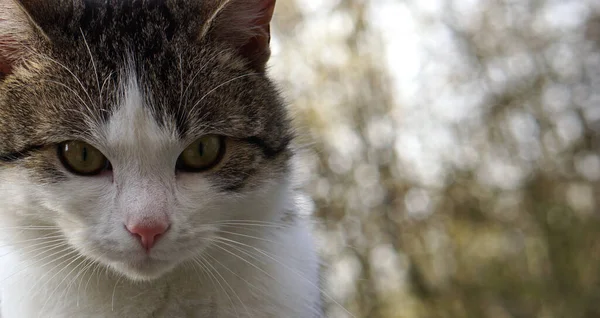 Gri beyaz bir kediden güzel bir görüntü.