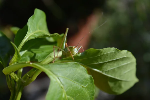 Güzel yeşil çekirge biber yaprağında