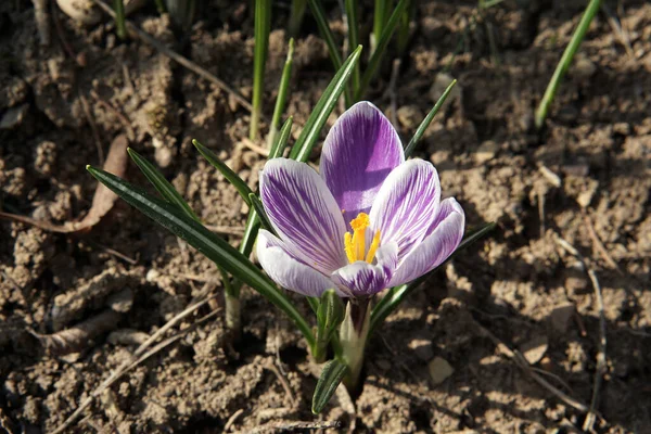 Bahar güzel bitkisi çiçeği.