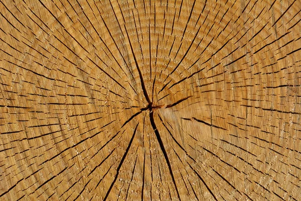 Tree Rings Texture High Resolution — ストック写真