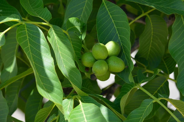 Walnut tree with fresh nuts