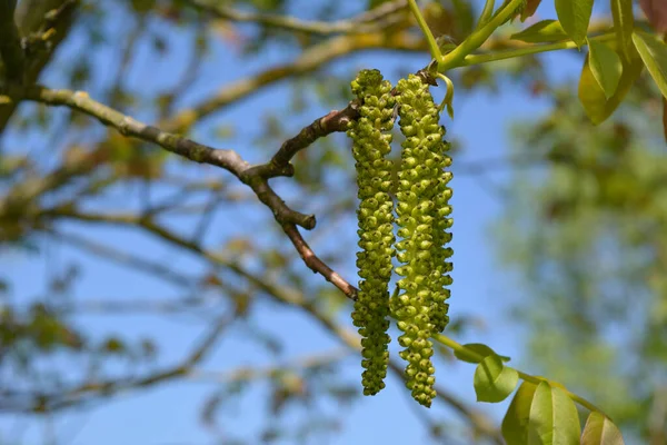 Birch blossom in spring close-up