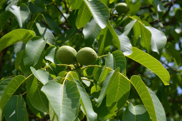 Walnut tree with fresh nuts
