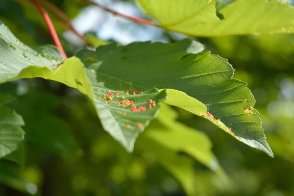 Gall mite disease on maple leaves