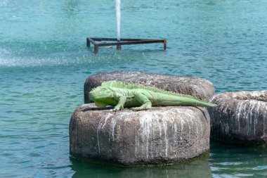 Torrevieja 'daki Uluslar Parkı Bahçesi. Alicante, Costa Blanca 'da. İspanya Avrupa. 