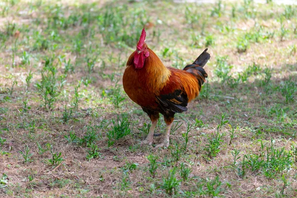 Galo Americano Jardim Parque Das Nações Torrevieja Alicante Costa Blanca — Fotografia de Stock