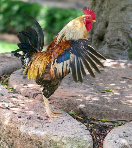 Galo Americano Jardim Parque Das Nações Torrevieja Alicante Costa Blanca — Fotografia de Stock