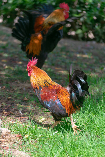 American rooster in the Garden of the Nations Park in Torrevieja. Alicante, on the Costa Blanca. Spain Europe.