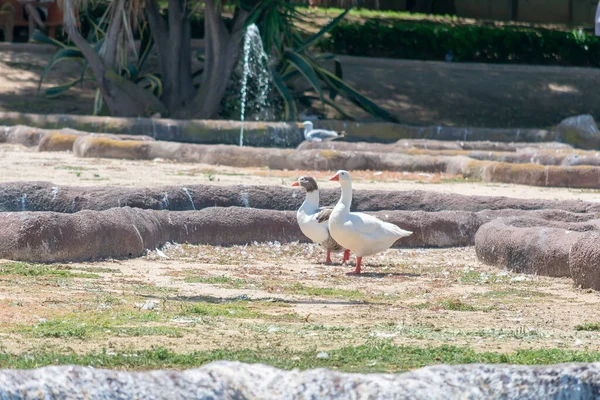 Patos Parque Jardín Las Naciones Torrevieja Alicante Costa Blanca España —  Fotos de Stock