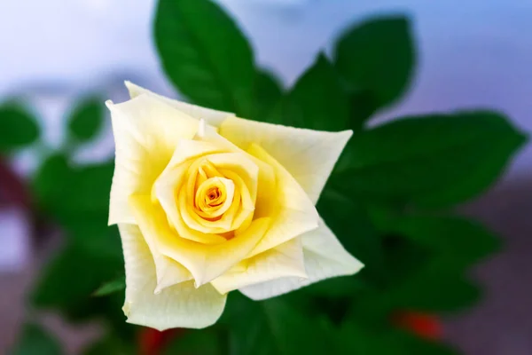 加的斯公园花园里的黄色玫瑰 西班牙安达卢西亚 — 图库照片