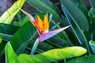 Cennet kuşu çiçeği ya da Endülüs 'te, Cadiz' de bir parkta strelitzia reginae. İspanya. Avrupa
