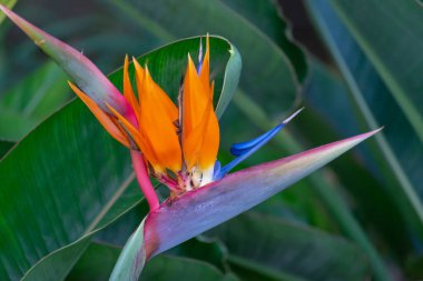 Cennet kuşu çiçeği ya da Endülüs 'te, Cadiz' de bir parkta strelitzia reginae. İspanya. Avrupa