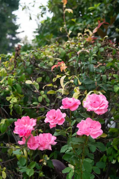 Roze Roos Bloemen Met Groene Bladeren Takken Achtergrond — Stockfoto