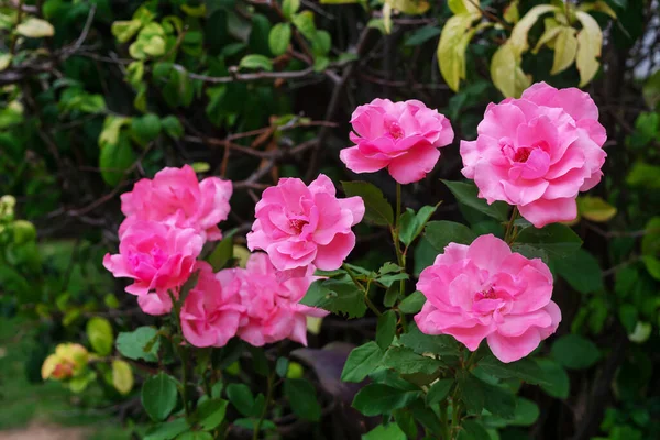 Roze Roos Bloemen Met Groene Bladeren Takken Achtergrond — Stockfoto