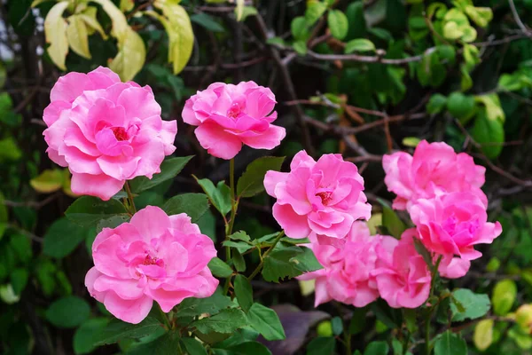 Roze Roos Bloemen Met Groene Bladeren Takken Achtergrond — Stockfoto