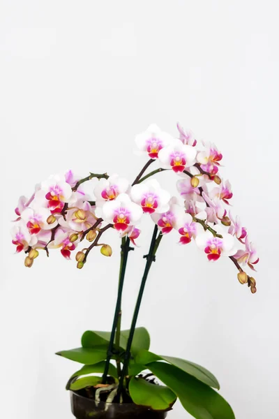 Phalaenopsis Orchid Flower Butterfly Orchid Also Called Alevilla Orchid Mouth — Stock Photo, Image