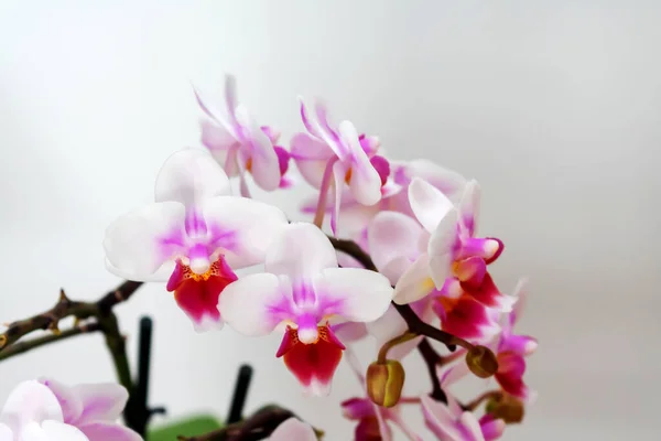 Квітка Орхідеї Phalaenopsis Орхідея Метеликів Також Називають Орхідеєю Олів Рот — стокове фото