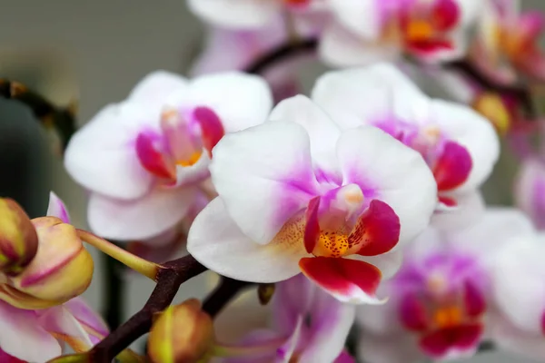 Phalaenopsis Orchidea Fiore Farfalla Orchidea Anche Chiamato Orchidea Alevilla Orchidea — Foto Stock