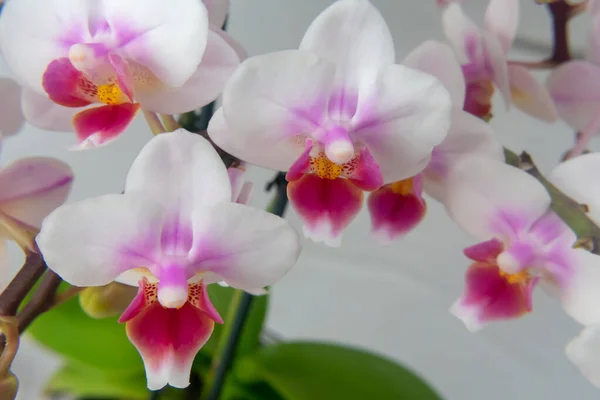 Phalaenopsis Orchid Flower Butterfly Orchid Also Called Alevilla Orchid Mouth — Stock Photo, Image