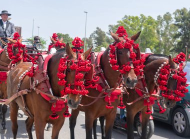 Seville, Endülüs 'teki panayırda atlar. İspanya. Avrupa. 1 Mayıs 2022