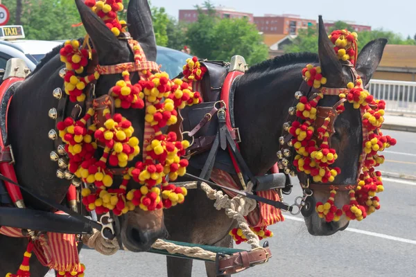 Horses Fair Seville Andalusia Spain Europe May 2022 — Stock Photo, Image