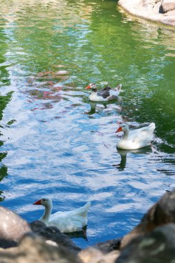 Torrevieja 'daki Uluslar Bahçesi Parkı' ndaki ördekler. Alicante, Costa Blanca 'da. İspanya Avrupa. 