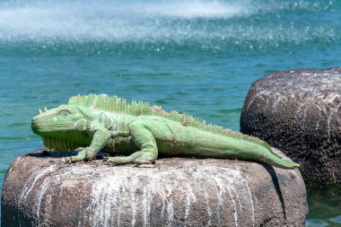 Torrevieja 'daki Uluslar Parkı Bahçesi. Alicante, Costa Blanca 'da. İspanya Avrupa. 15 Temmuz 2021