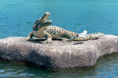 Torrevieja 'daki Uluslar Parkı Bahçesi. Alicante, Costa Blanca 'da. İspanya Avrupa. 15 Temmuz 2021