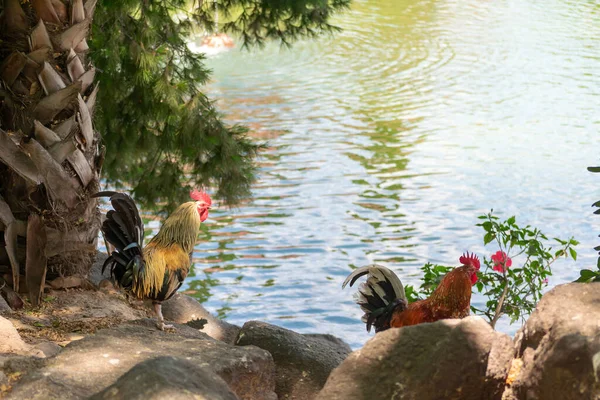 Coq Amérique Dans Parc Jardin Des Nations Torrevieja Alicante Sur — Photo