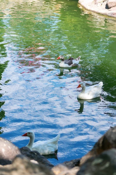 Canards Dans Parc Jardin Des Nations Torrevieja Alicante Sur Costa — Photo