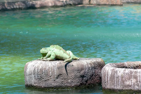Torrevieja 'daki Uluslar Parkı Bahçesi. Alicante, Costa Blanca 'da. İspanya Avrupa. 15 Temmuz 2021