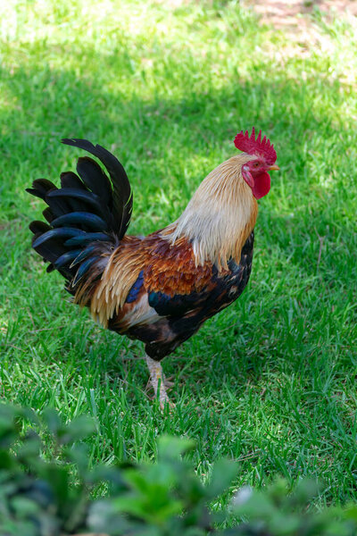 american rooster in Garden of the Nations Park in Torrevieja. Alicante, on the Costa Blanca. Spain Europe. 