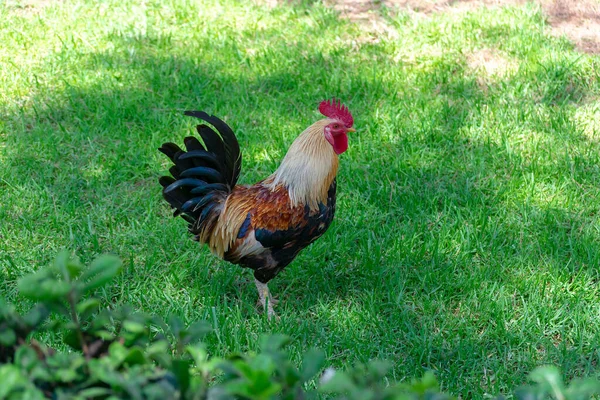 Galo Americano Jardim Parque Das Nações Torrevieja Alicante Costa Blanca — Fotografia de Stock