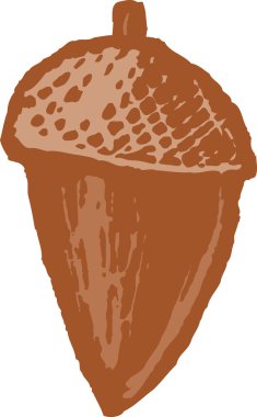 meşe palamudu gravür illüstrasyon