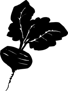 pancar gravür çizimi