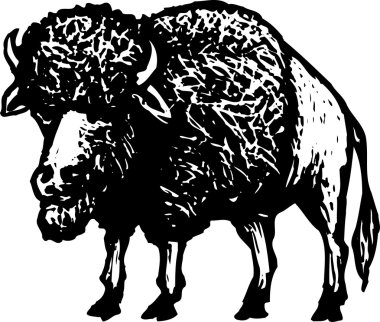 bizon veya buffalo
