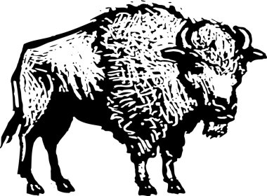 buffalo vektör çizim