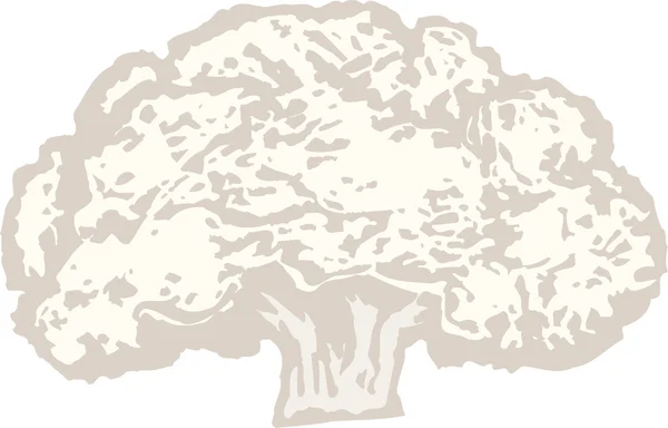 Holzschnitt Illustration des Kopfes des Blumenkohls — Stockvektor