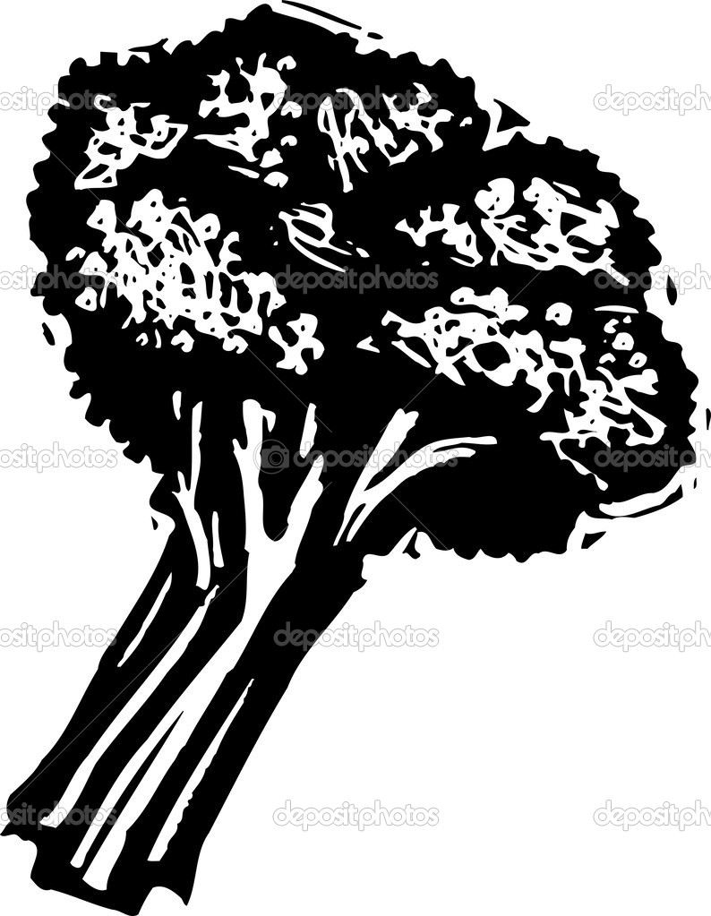 Woodcut illustration of Broccoli