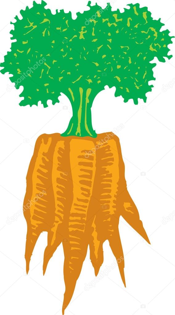 Woodcut Illustration of Bunch of Carrots