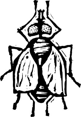 sinek gravür çizimi