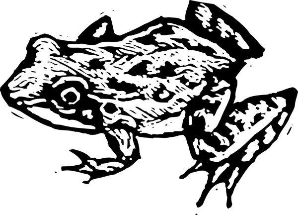 Woodcut illustration of Frog — Stock Vector