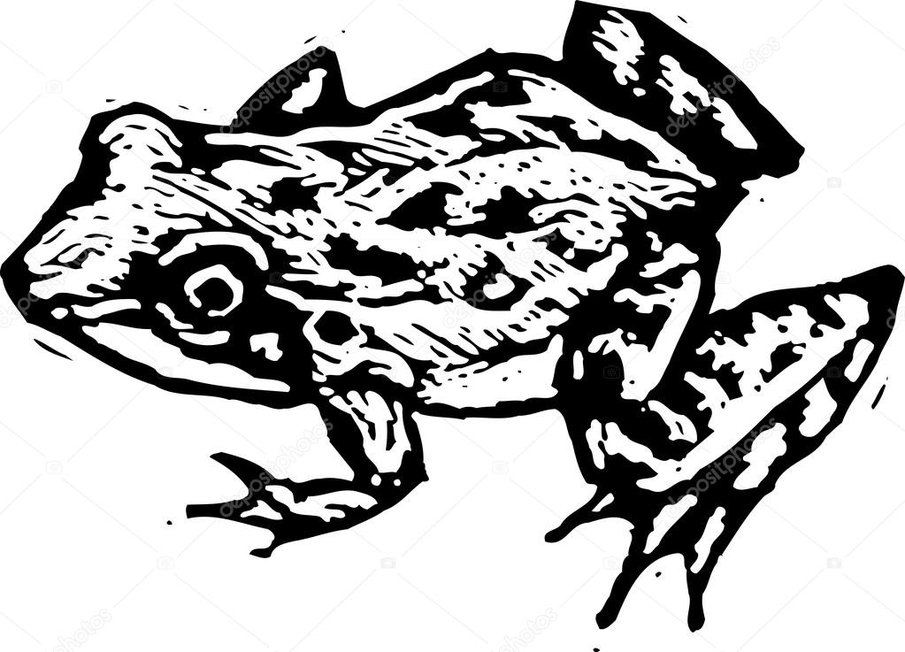 Woodcut illustration of Frog